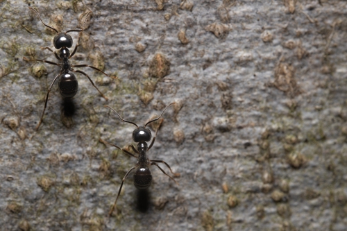 Lasius fuliginosus